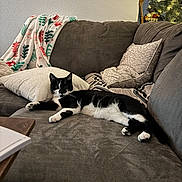 Wonton joined the competition — help win amazing prizes! black_and_white, blanket, cat, christmas_tree, couch, cozy, cushion, feline, fur, furniture, home, indoor, living_room, nap, ornament, pet, pillow, relaxed, tuxedo_cat, whiskers