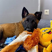 Urkhane a rejoint le concours — aidez-le/la à gagner de superbes lots ! animal, background, black_face, brown_fur, closeup, cozy, cute, dog, ears, furniture, indoor, lying_down, pet, playful, plush_toy, puppy, resting, rope_toy, soft_texture, toy