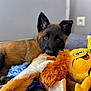 animal, background, black_face, brown_fur, closeup, cozy, cute, dog, ears, furniture, indoor, lying_down, pet, playful, plush_toy, puppy, resting, rope_toy, soft_texture, toy
