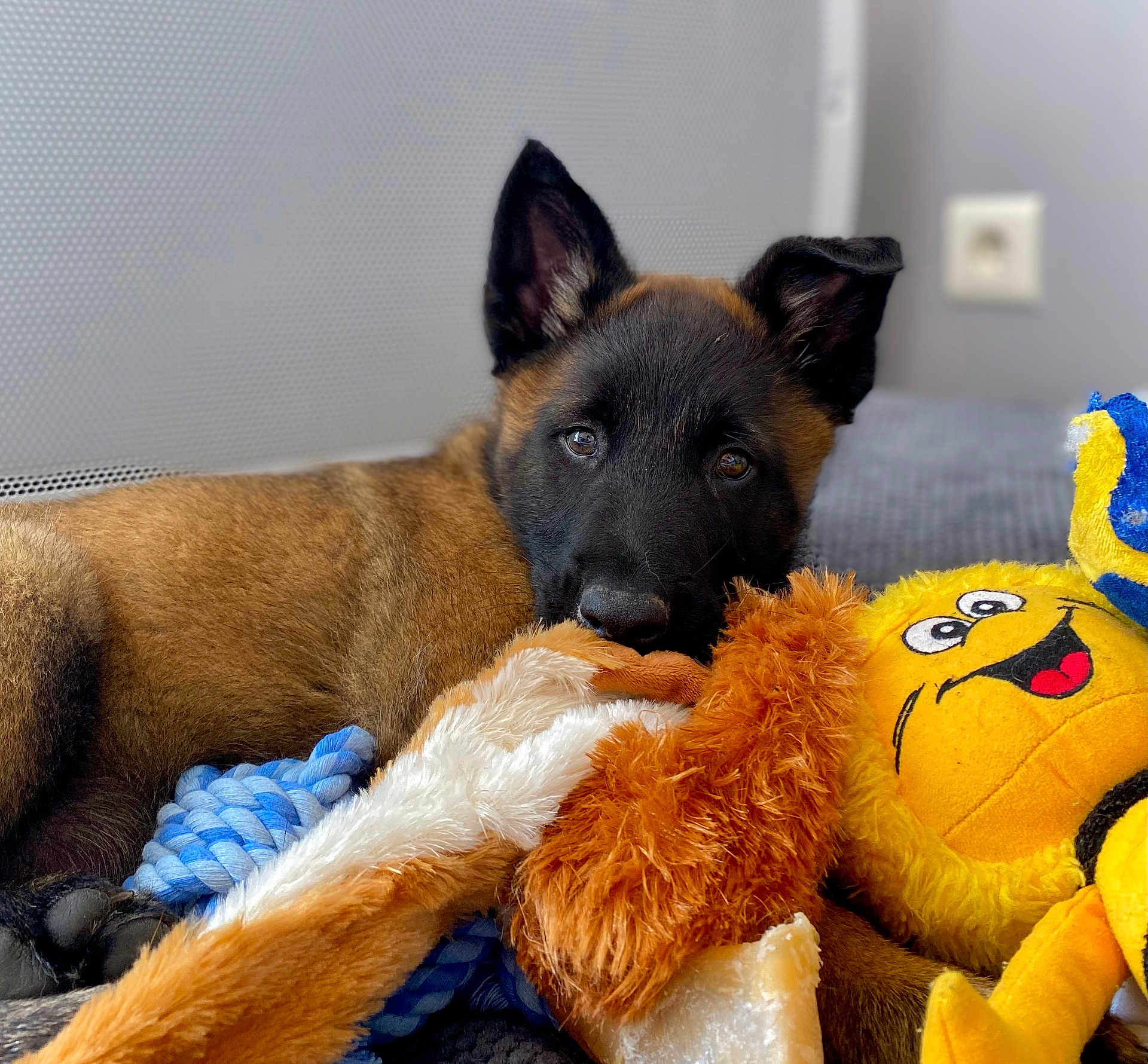 Urkhane a rejoint le concours — aidez-le/la à gagner de superbes lots ! animal, background, black_face, brown_fur, closeup, cozy, cute, dog, ears, furniture, indoor, lying_down, pet, playful, plush_toy, puppy, resting, rope_toy, soft_texture, toy