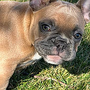 Coco joined the competition — help win amazing prizes! animal, bat_ears, black_muzzle, brown_coat, close_up, cute, dog, ears, eyes, face, french_bulldog, grass, outdoor, pet, portrait, puppy, short_hair, sitting, sunlight, tongue