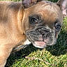 animal, bat_ears, black_muzzle, brown_coat, close_up, cute, dog, ears, eyes, face, french_bulldog, grass, outdoor, pet, portrait, puppy, short_hair, sitting, sunlight, tongue