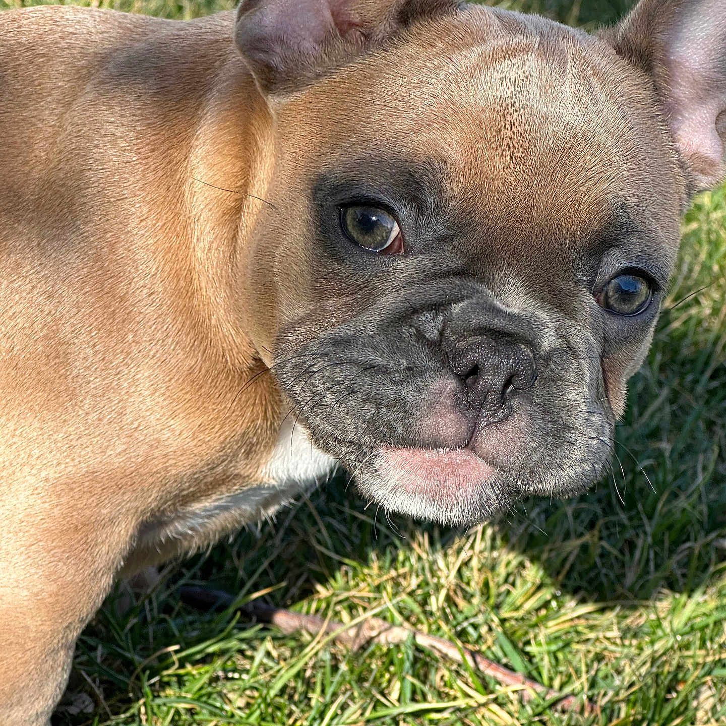 Coco