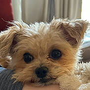 Butters joined the competition — help win amazing prizes! adorable, animal, black_nose, blanket, close_up, couch, cozy, cute, dog, fluffy, home, indoors, large_eyes, natural_light, pet, portrait, puppy, small_dog, tan_fur, window