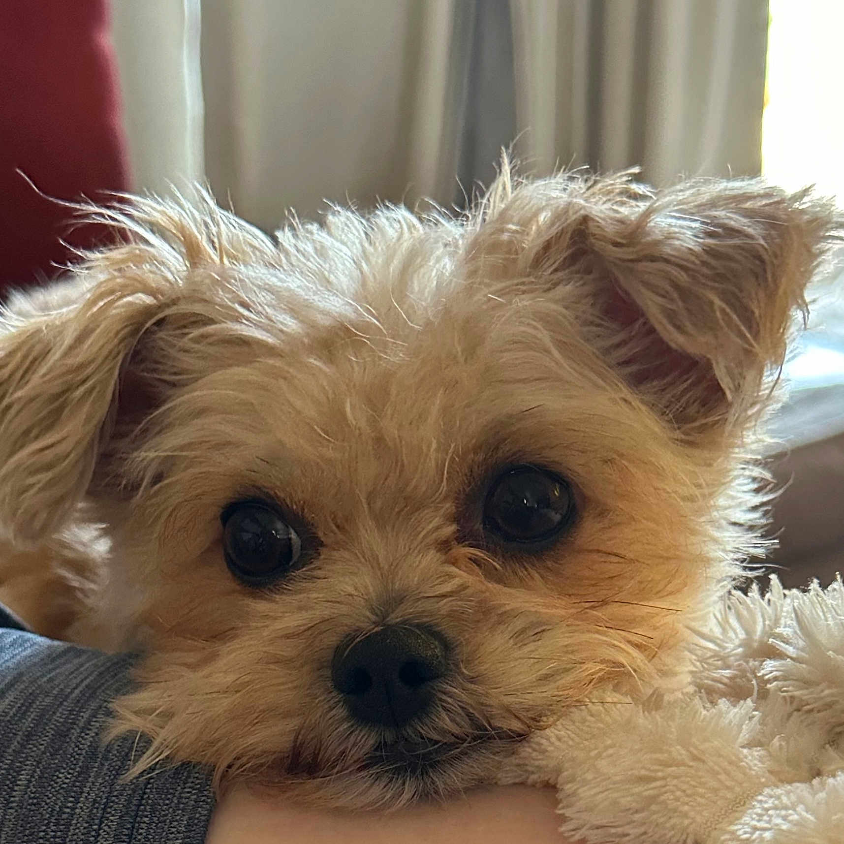 Butters