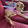 burgundy, colorful_lights, couch, dog, fairy_wings, festive, flower_collar, fluffy_tail, furniture, golden_fur, golden_retriever, indoors, led_lights, living_room, lying_down, pet, portrait, puppy, relaxed, sofa