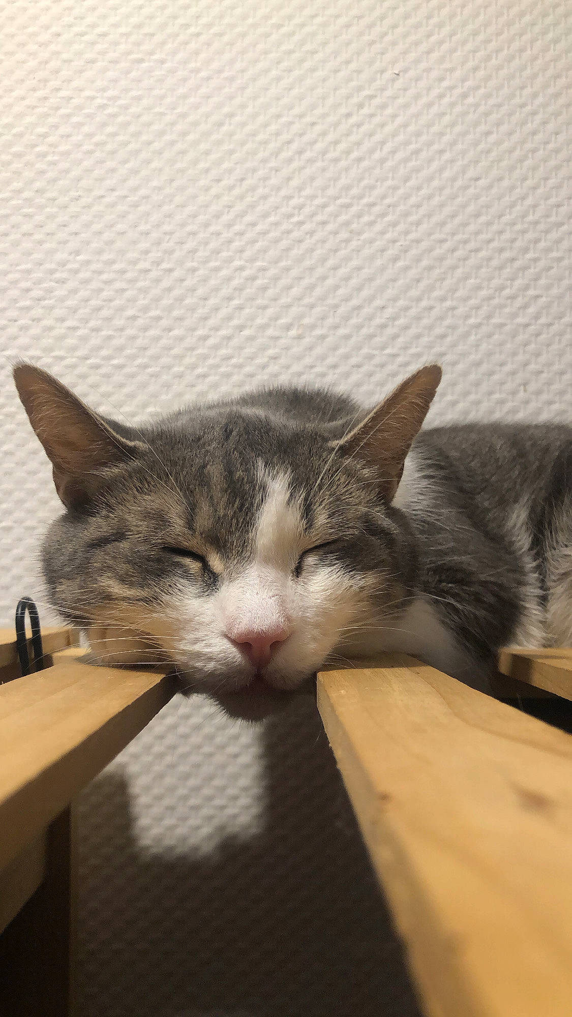 Litchi participe au concours pour gagner de l'argent avec cette photo : box, carnivore, cat, comfort, desk, domestic_short_haired_cat, felidae, fur, hardwood, paw, small_to_medium_sized_cats, snout, table, tail, whiskers, wood