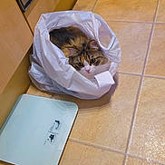 Blossom joined the competition — help win amazing prizes! cat, plastic_bag, kitchen_floor, tile, scale, curious, pet, animal, indoor, feline, brown, white, black, domestic_cat, looking_up, flooring, household, cozy, cute, small