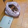 cat, plastic_bag, kitchen_floor, tile, scale, curious, pet, animal, indoor, feline, brown, white, black, domestic_cat, looking_up, flooring, household, cozy, cute, small