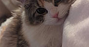 Blossom is registered to the contest to win money with this photo: abyssinian, angora, animal, blanket, cat, homedecor, kitten, manx, pet, siamese