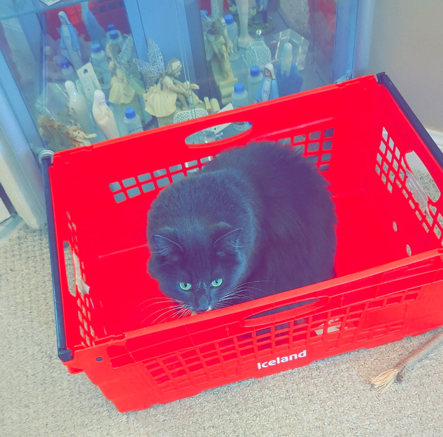 Snuggles is registered to the contest to win money with this photo: black_cat, bombay, box, canidae, carnivore, cat, cat_supply, comfort, domestic_short_haired_cat, electric_blue, felidae, fur, magenta, packaging_and_labeling, pet_supply, rectangle, small_to_medium_sized_cats, snout, terrestrial_animal, whiskers