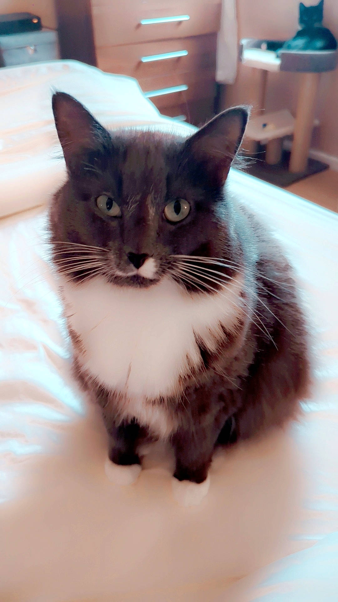 Snuggles is registered to the contest to win money with this photo: box, carnivore, cat, cat_furniture, cat_supply, domestic_short_haired_cat, felidae, fur, hardwood, monochrome_photography, paw, pet_supply, small_to_medium_sized_cats, snout, tail, terrestrial_animal, whiskers, window