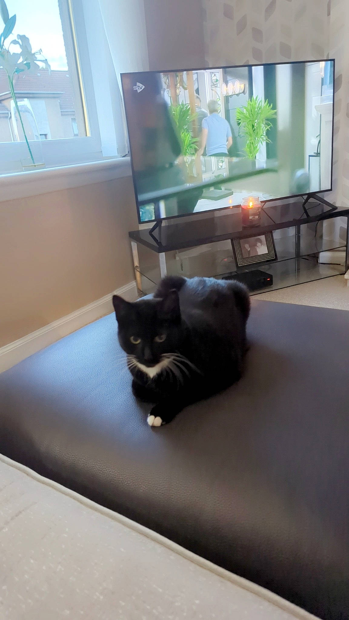 Belle is registered to the contest to win money with this photo: carnivore, cat, comfort, felidae, floor, flooring, furniture, hardwood, house, houseplant, interior_design, living_room, plant, property, small_to_medium_sized_cats, table, tail, whiskers, window, wood