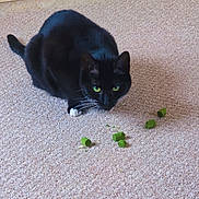 Belle is registered to the contest to win money with this photo: cat, black_cat, green_eyes, carpet, indoor, pet, animal, feline, whiskers, paws, crouching, focused, toy, treats, marble, decor, home, floor, cute, domestic