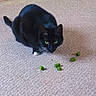 cat, black_cat, green_eyes, carpet, indoor, pet, animal, feline, whiskers, paws, crouching, focused, toy, treats, marble, decor, home, floor, cute, domestic