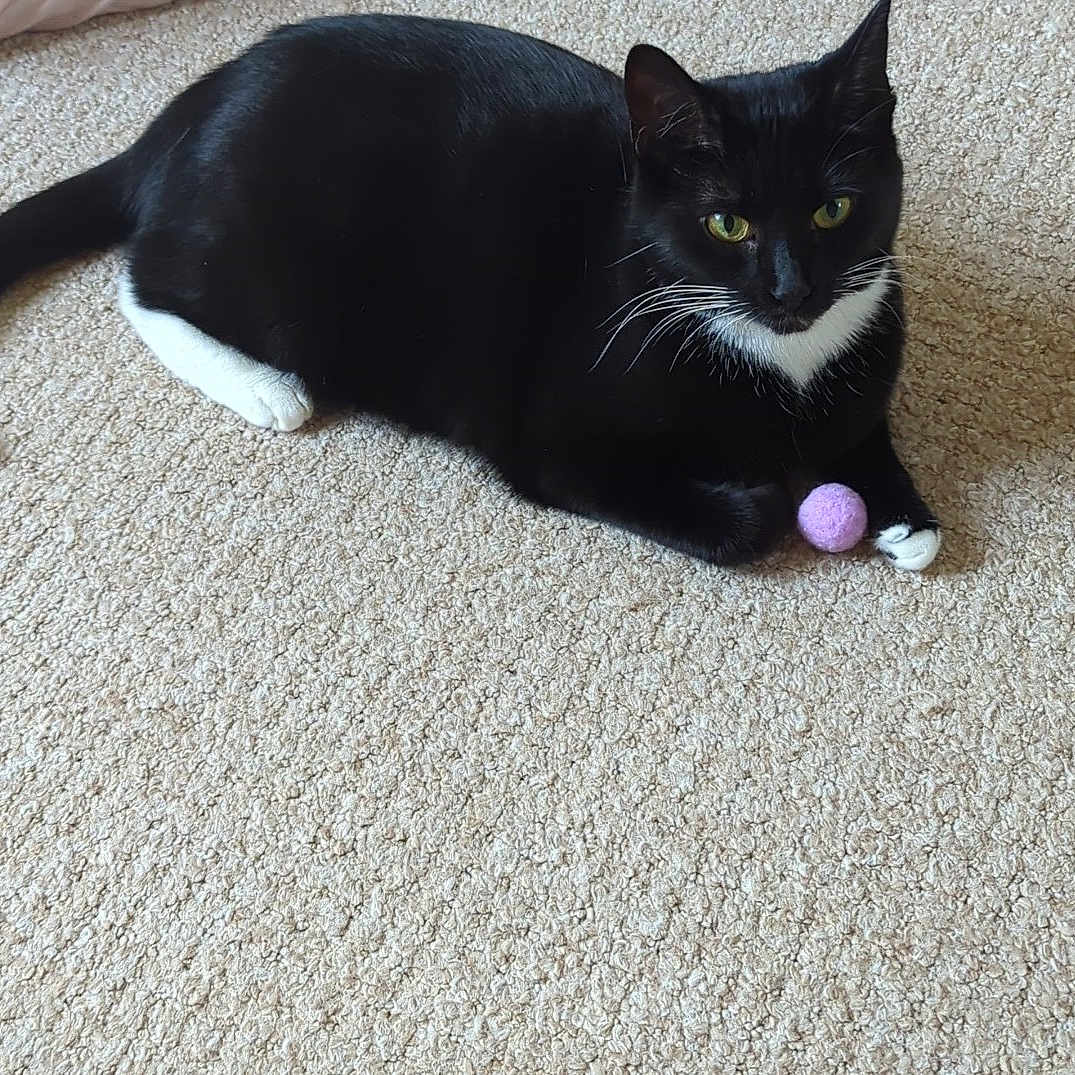 Belle