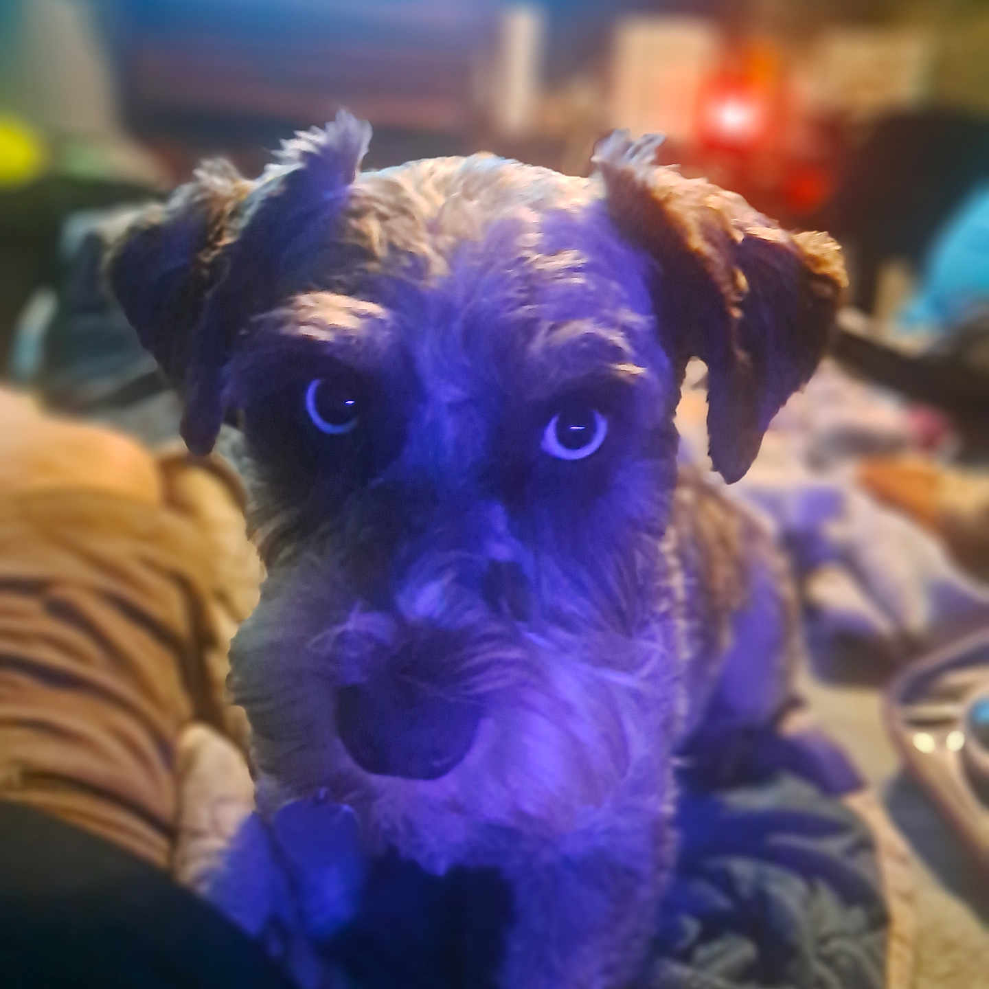 Max