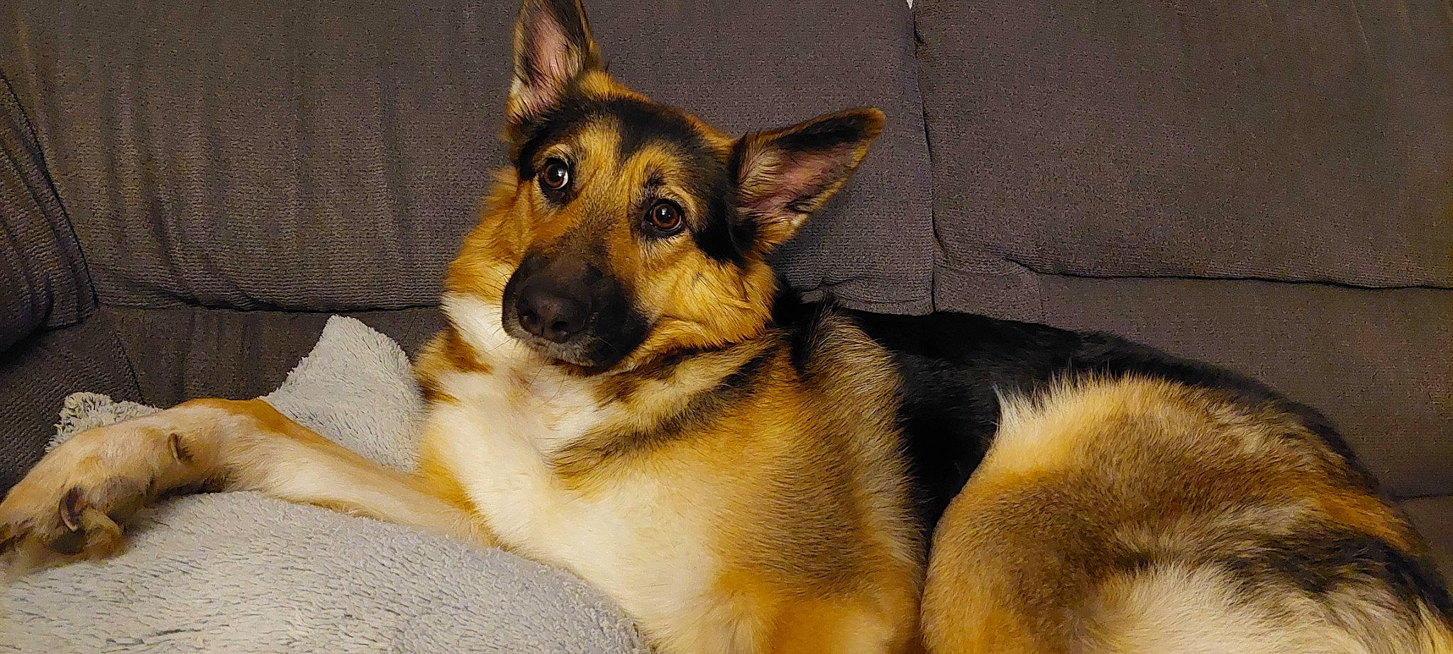 Saya a rejoint le concours — aidez-le/la à gagner de superbes lots ! ancient_dog_breeds, canidae, carnivore, companion_dog, dog, dog_breed, east_european_shepherd, fawn, foot, fur, german_shepherd_dog, herding_dog, king_shepherd, old_german_shepherd_dog, snout, sporting_group, terrestrial_animal, whiskers, working_dog