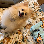 Kiwi joined the competition — help win amazing prizes! dog, pomeranian, fluffy, smiling, blanket, floral_pattern, towel, cartoon_dog, indoor, cozy, pet, cute, happy, fur, small_dog, head_tilt, animal, home, furniture, comfort