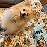 dog, pomeranian, fluffy, smiling, blanket, floral_pattern, towel, cartoon_dog, indoor, cozy, pet, cute, happy, fur, small_dog, head_tilt, animal, home, furniture, comfort