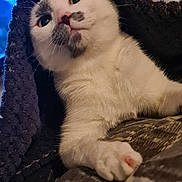 Noisettes participe au concours pour gagner de l'argent avec cette photo : animal, blanket, cat, clothing, computer, computerhardware, computerkeyboard, couch, electronics, furniture, hardware, kitten, laptop, manx, monitor, pc, pet, screen, siamese, tv