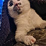 animal, blanket, cat, clothing, computer, computerhardware, computerkeyboard, couch, electronics, furniture, hardware, kitten, laptop, manx, monitor, pc, pet, screen, siamese, tv