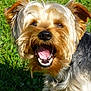 dog, yorkshire_terrier, pet, grass, outdoor, happy, open_mouth, teeth, fur, cute, close_up, tongue, nose, playful, sunlight, ears, eyes, portrait, small_dog, animal