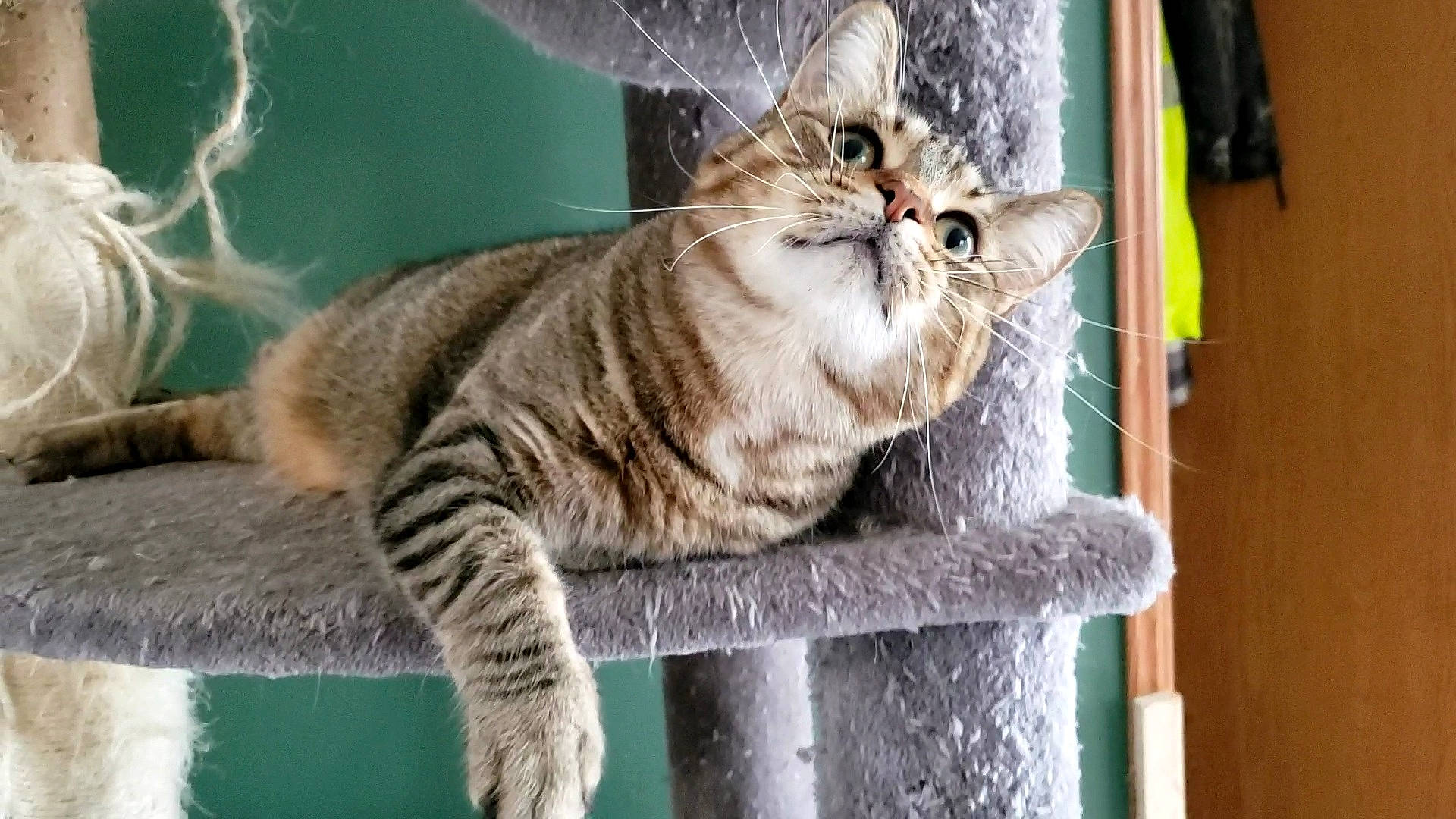 Simba joined the competition — help win amazing prizes! abyssinian, animal, cat, egyptiancat, kitten, manx, pet, siamese