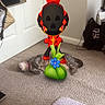 Penelope Darling is registered to the contest to win money with this photo: cat, indoor, carpet, door, relaxed, gray_tabby, animated_character, colorful, green_bag, blue_flower, floor, wall, home, resting, pet, toy, digital_overlay, quiet, cozy, casual