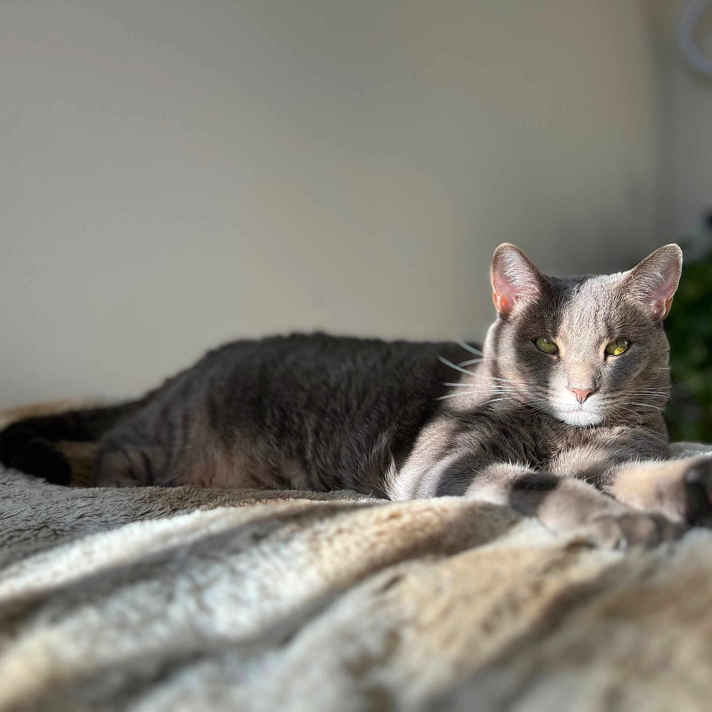 Penelope Darling joined the competition — help win amazing prizes! cat, gray_cat, pet, feline, animal, indoor, resting, blanket, sunlight, cozy, fur, green_eyes, portrait, relaxing, soft_focus, home, bed, whiskers, paw, domestic_animal