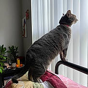 Penelope Darling is registered to the contest to win money with this photo: cat, gray_tabby, quilt, bed, vertical_blinds, window, indoor, plant, table, candle, fruit, orange, collar, pet, feline, curious, daylight, home_interior, cozy, resting