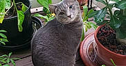 Penelope Darling is registered to the contest to win money with this photo: cat, gray_cat, plant, potted_plant, flower_pot, wooden_floor, leaf, greenery, outdoor, curious, pet, animal, nature, garden, flora, feline, domestic_animal, sitting, portrait, head_tilt