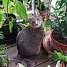 cat, gray_cat, plant, potted_plant, flower_pot, wooden_floor, leaf, greenery, outdoor, curious, pet, animal, nature, garden, flora, feline, domestic_animal, sitting, portrait, head_tilt