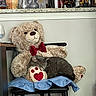 Penelope Darling is registered to the contest to win money with this photo: cat, teddy_bear, plush_toy, chair, indoor, sleeping_cat, gray_cat, red_bow_tie, blue_cloth, kitchen_counter, glass_bottle, household_items, furniture, cozy, pet, animal, resting, soft_toy, decor, domestic
