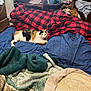 Hazel is registered to the contest to win money with this photo: animal, bedroom, blanket, blue_blanket, calico_cat, cat, comfort, cozy, domestic, fur, furniture, household, indoor, pet, pile, red_and_black_checkered, relaxation, resting, textile, wooden_shelf