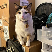 Hazel joined the competition — help win amazing prizes! animal, bag, calico_cat, cardboard_box, cat, clutter, collar, container, domestic_animal, ears, eyes, feline, fur, indoor, nose, pet, sitting, storage, tag, whiskers