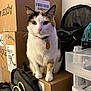 animal, bag, calico_cat, cardboard_box, cat, clutter, collar, container, domestic_animal, ears, eyes, feline, fur, indoor, nose, pet, sitting, storage, tag, whiskers