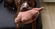Kira participe au concours pour gagner de l'argent avec cette photo : animal, brown_dog, companion, couch, cozy, cute, dog, domestic, flooring, furniture, home, indoor, looking, pet, playing, plush_toy, relaxed, resting, toy, wood_floor