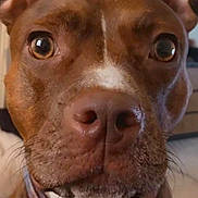 Kira participe au concours pour gagner de l'argent avec cette photo : animal, brown, canine, close_up, collar, companion, curious, dog, domestic, ears, expression, face, focus, fur, indoor, nose, pet, portrait, whiskers, white_patch
