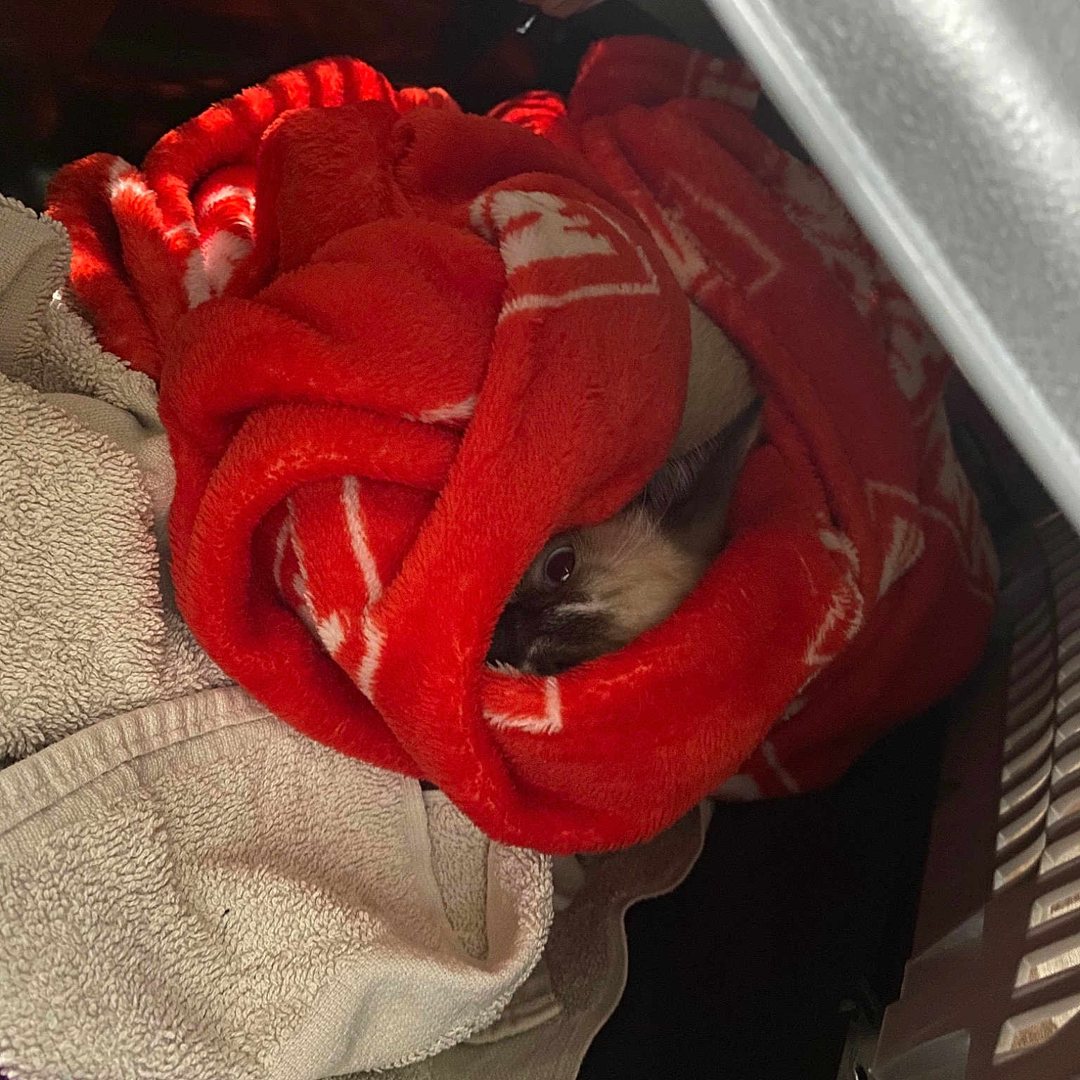 Morpheus is registered to the contest to win money with this photo: athletic_shoe, audio_equipment, automotive_design, automotive_lighting, bag, carmine, comfort, fashion_accessory, flower, glove, magenta, peach, personal_protective_equipment, petal, plant, rose_family, sports_gear, steering_wheel, toy, vehicle_door