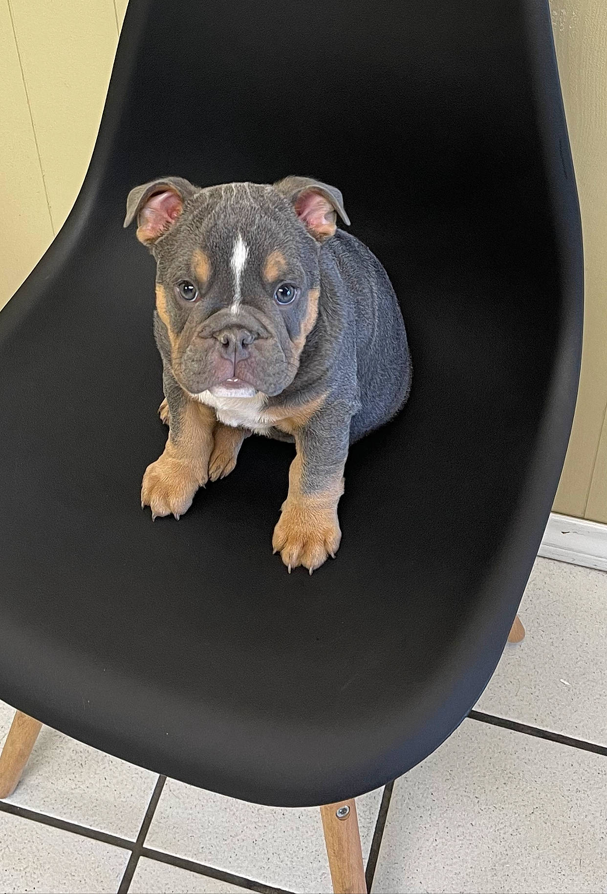 Frank is registered to the contest to win money with this photo: animal_figure, art, carnivore, chair, companion_dog, dog, dog_breed, dog_clothes, fawn, felidae, grey, sculpture, snout, sporting_group, stuffed_toy, terrestrial_animal, toy, toy_dog, whiskers, working_animal