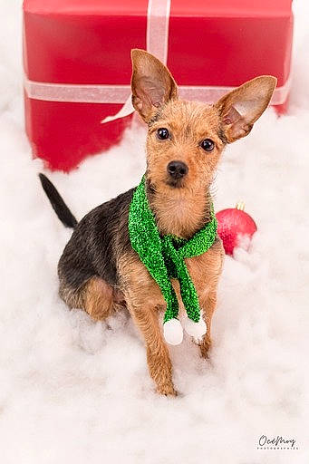 Malou participe au concours pour gagner de l'argent avec cette photo : box, canidae, carnivore, collar, companion_dog, dog, dog_breed, dog_clothes, dog_collar, dog_supply, fawn, pet_supply, snout, snow, sporting_group, tail, terrestrial_animal, toy, toy_dog, working_animal