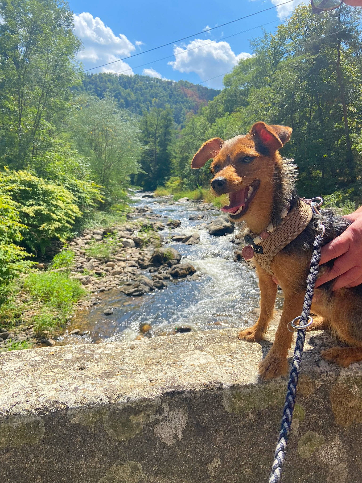 Malou participe au concours pour gagner de l'argent avec cette photo : adventure, carnivore, cloud, collar, dog, dog_breed, dog_collar, fawn, landscape, leash, mountain, natural_landscape, plant, recreation, sky, sporting_group, tree, walking, water, working_animal