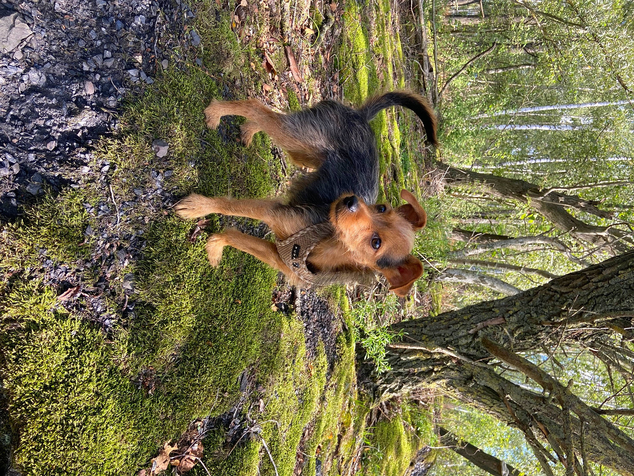 Malou participe au concours pour gagner de l'argent avec cette photo : fawn, forest, fox_squirrel, grass, grey_squirrel, ground_squirrels, groundcover, jungle, landscape, plant, rodent, squirrel, tail, terrestrial_animal, tree, trunk, wilderness, wildlife, wood, woody_plant