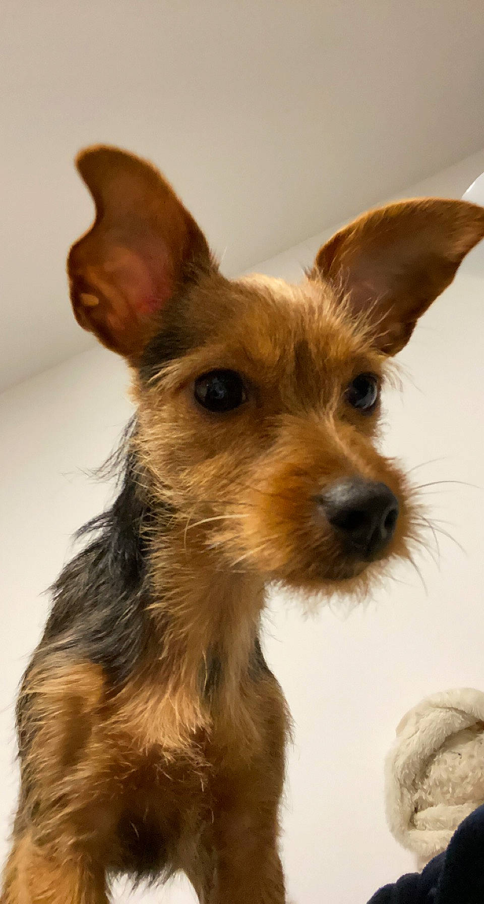 Malou participe au concours pour gagner de l'argent avec cette photo : canidae, carnivore, companion_dog, corgi_chihuahua, dog, dog_breed, dog_supply, ear, fawn, fur, liver, snout, sporting_group, terrestrial_animal, toy_dog, whiskers, working_animal