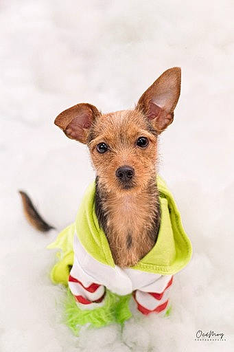 Malou participe au concours pour gagner de l'argent avec cette photo : canidae, carnivore, collar, companion_dog, dog, dog_breed, dog_clothes, dog_collar, dog_supply, event, fashion_accessory, fawn, pet_supply, puppy, snout, sporting_group, terrestrial_animal, toy_dog, working_animal