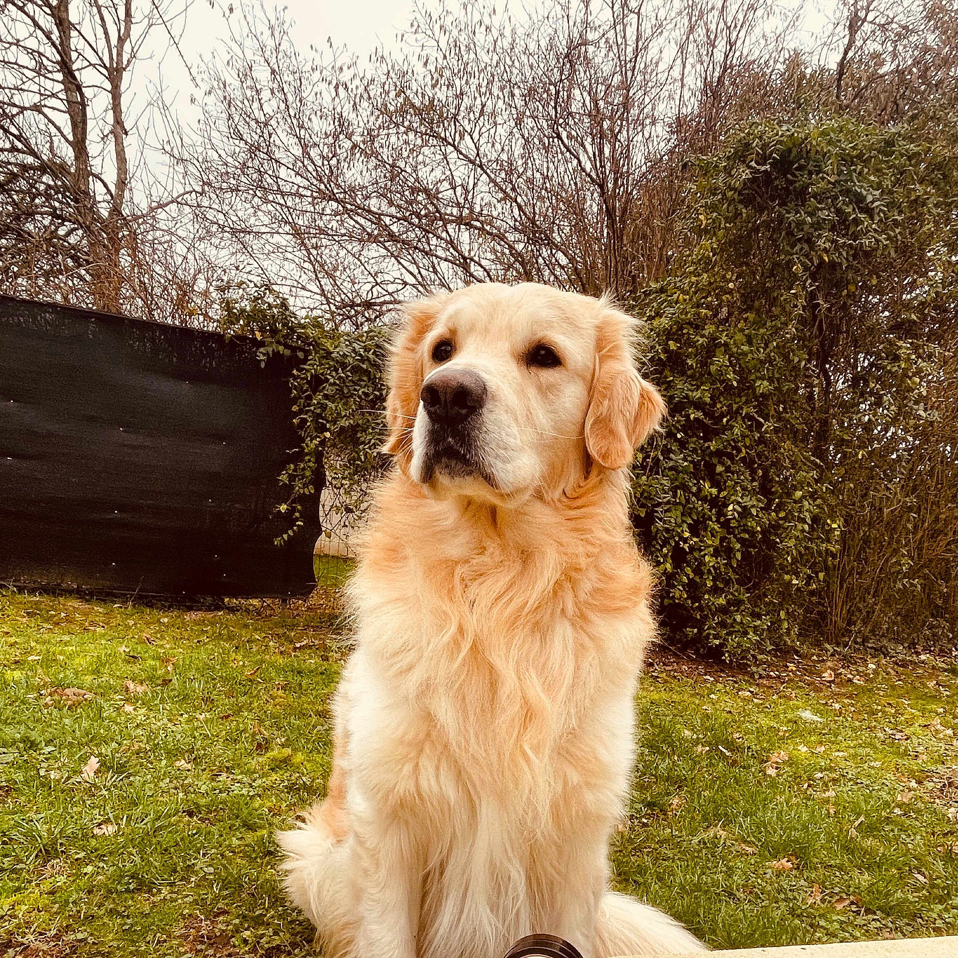 River a rejoint le concours — aidez-le/la à gagner de superbes lots ! animal, canine, cockerspaniel, dog, field, goldenretriever, grass, grassland, herbal, hound, lawn, nature, outdoors, pet, plant, puppy, tree, vegetation, whitedog, yard