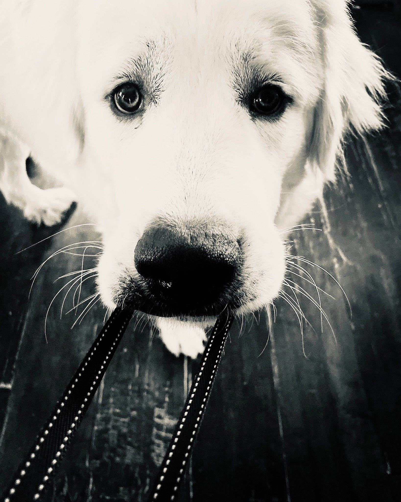 Zeus joined the competition — help win amazing prizes! black_and_white, canidae, carnivore, close_up, companion_dog, dog, dog_breed, dog_collar, flash_photography, fur, happy, monochrome, monochrome_photography, nose, snout, sporting_group, stock_photography, style, whiskers, working_animal