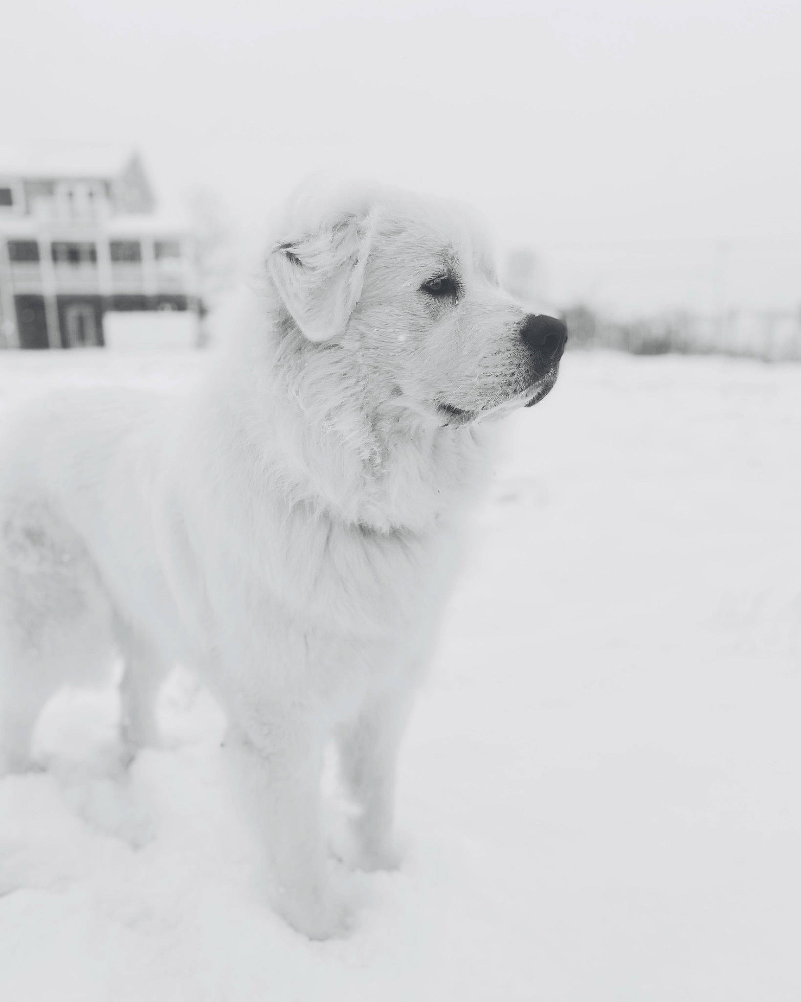 Zeus joined the competition — help win amazing prizes! ancient_dog_breeds, canidae, carnivore, companion_dog, dog, dog_breed, freezing, fur, monochrome, monochrome_photography, non_sporting_group, polish_tatra_sheepdog, slovak_cuvac, snout, snow, sporting_group, whiskers, winter, working_animal, working_dog