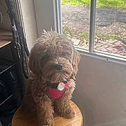 Stella joined the competition — help win amazing prizes! dog, puppy, fluffy, curly_fur, brown_fur, pet, harness, sitting, stool, window, indoor, portrait, cute, companion_animal, wooden_furniture, sunlight, home, looking_at_camera, collar, long_hair